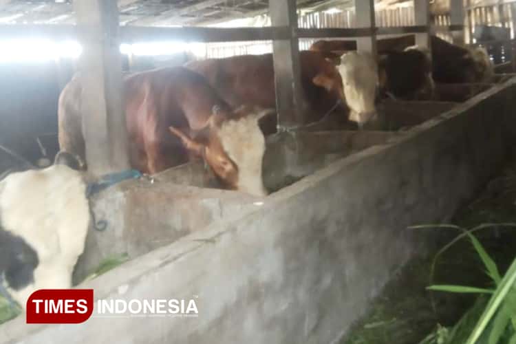 Dintanpan Rembang Imbau Peternak Waspada Potensi Rebound PMK di Cuaca Ekstrem
