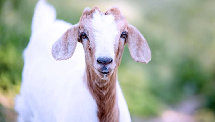 Peternak di Bondowoso Berharap Usulan DPR RI Soal Impor Kambing Saanen Terwujud