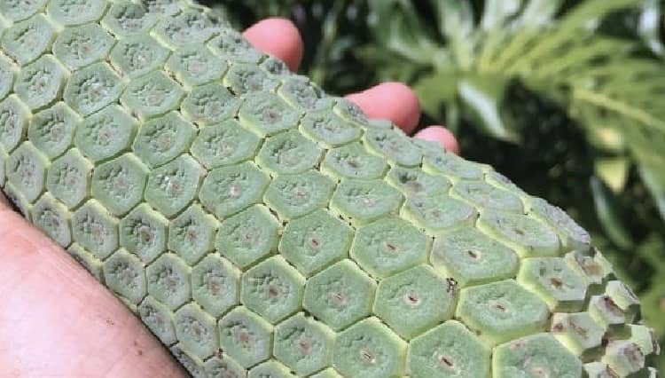 Experience Tropical Medley Taste of Monstera Deliciosa - TIMES Indonesia
