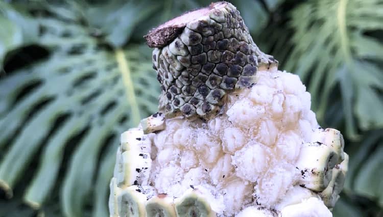 Gila, Biji Monstera Deliciosa Bisa Dimakan Lho!
