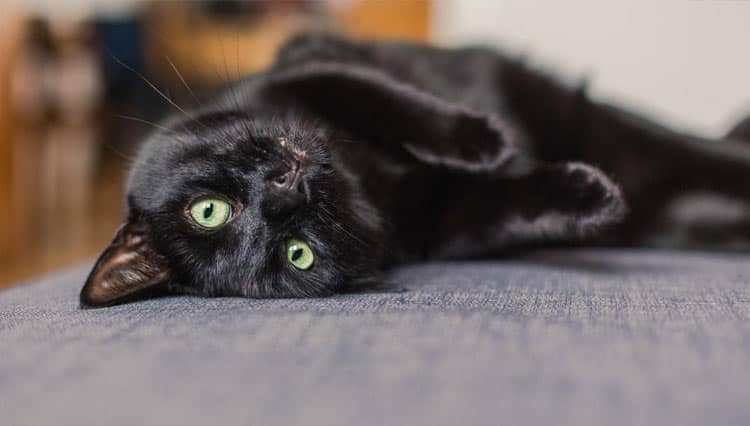 5 Cara Jaga Bulu Kucing Hitam Tetap Berkilau