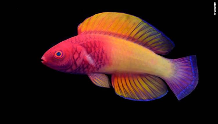 Rose Veiled Fairy Wrasse Ikan Baru dengan Warna Menawan