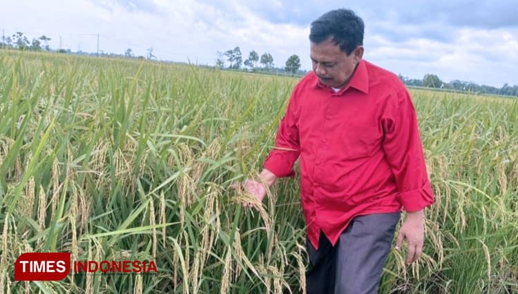 Asyiknya Ketua DPRD Lampung Tengah Panen Padi Unggul Bareng Petani