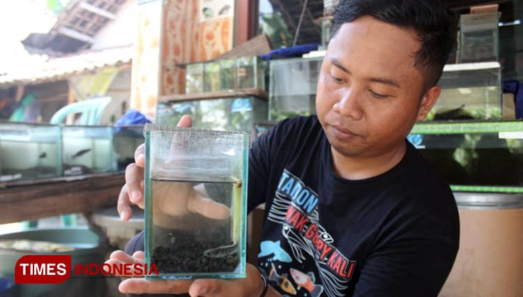 Jadi Kaya dari Channa, Pemuda Jombang Sukses Budidaya Ikan Gabus Hias