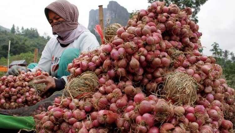 Saat Musim Hujan, Majalengka Memasok Bawang Merah ke Brebes