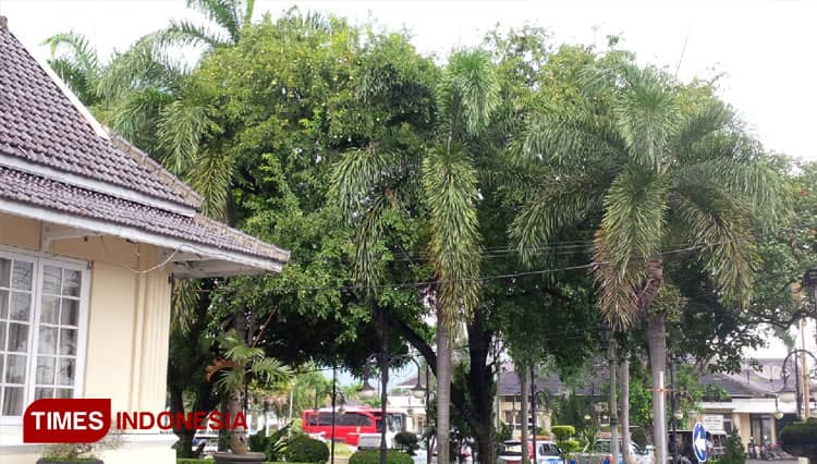 Pohon Maja di Kompleks Pendopo Majalengka Mulai Berbuah 