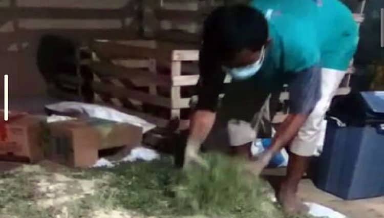 Olah Sisa Singkong untuk Pakan Domba, Ini Inovasi Sekdes Rawaheng Banyumas