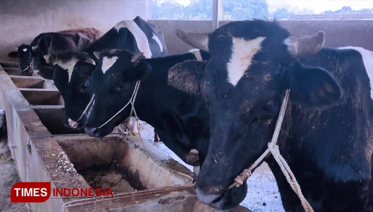 Bertambah, 7 Sapi di Kota Malang Terjangkit PMK