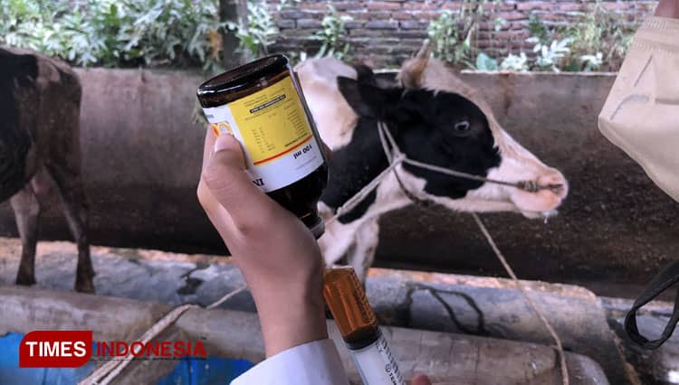 Wilayah Purwantoro Sumbang Wabah PMK Terbanyak di Kota Malang, Ratusan Sapi Disuntik