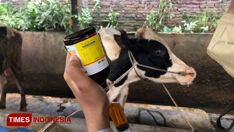 Pemerintah Siapkan 3 Juta Dosis Vaksin Untuk Tangani Wabah PMK