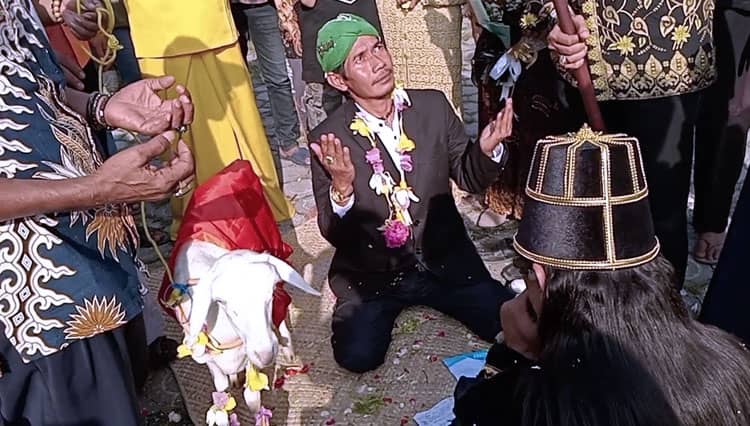 MUI Tegaskan Ritual Menikahi Kambing di Gresik Haram, Kemenag Bentuk Tim Investigasi