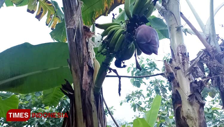 Di Majalengka Ada Pohon Pisang Berbuah di Batang, Bikin Kepo Warganet