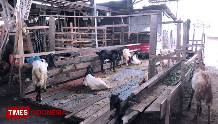 Pedagang Kambing Kurban di Malang Akui Banyak Peminat, Tapi Stok Susah Didapat