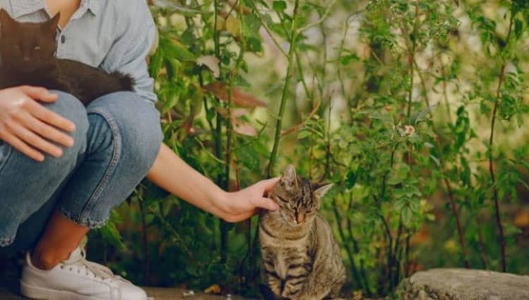 Cara Ampuh Menjinakkan Kucing Liar, Agar Penurut 