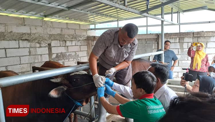 Sebanyak 26 Sapi di Peternakan Majalengka Diperiksa, Hasilnya Tak Ada PMK