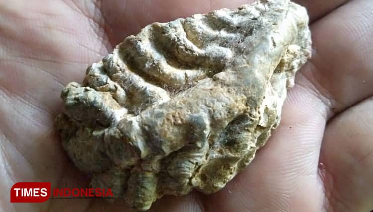 Fosil Rusa Purba Ditemukan di Majalengka