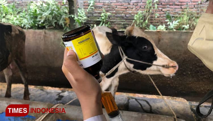 Kota Malang Mulai Vaksin PMK Dosis Dua