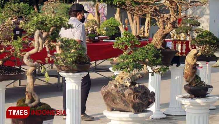 Mulai Tekuni Hobi Bonsai, Pemula Wajib Paham Hal Ini