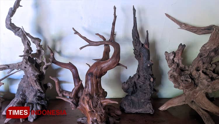 Ditangan Orang Kreatif, Akar Kayu Secang Jadi Hiasan Mewah