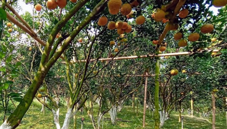 Wisata Kebun di Bandung, Yuk Rasakan Sensasi Memetik Jeruk Jepang
