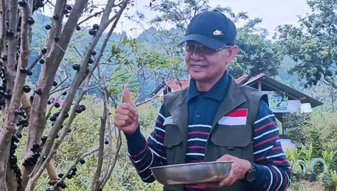 Budidaya Anggur Brazil di Majalengka Didorong Jadi Destinasi Agrowisata