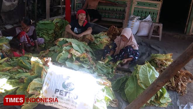 Produktifitas Tembakau Probolinggo Menurun, Tapi Harga Jual Meroket