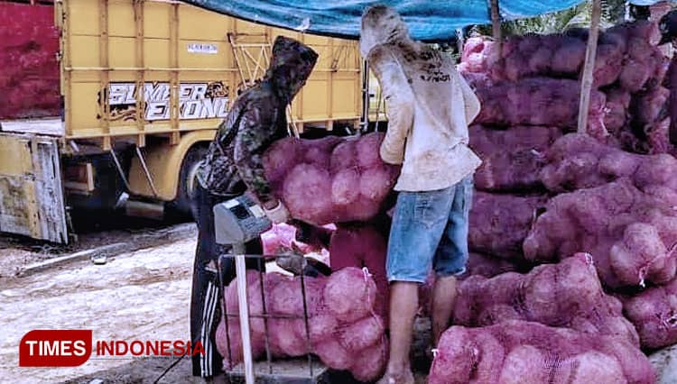 Harga Porang di Pacitan Mulai Merangkak Naik