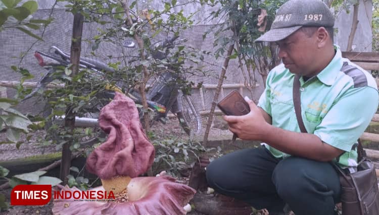 Wow, Ada Bungai Bangkai Muncul di Ponorogo, Begini Bentuknya