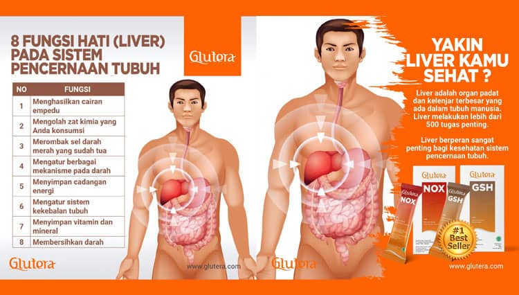 8 Fungsi Liver Dalam Sistem Pencernaan Tubuh