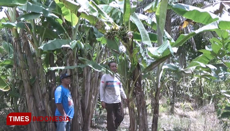 Tak lazim, Pohon Pisang Milik Warga Banyuwangi Ini Berbuah Dua