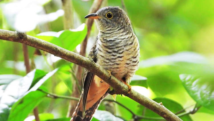 Burung Kedasih, Burung Parasit yang Dikenal Kejam Sejak Lahir