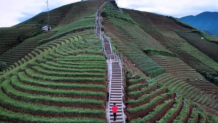 Tips Nyaman Liburan ke Wisata Terasering Panyaweuyan