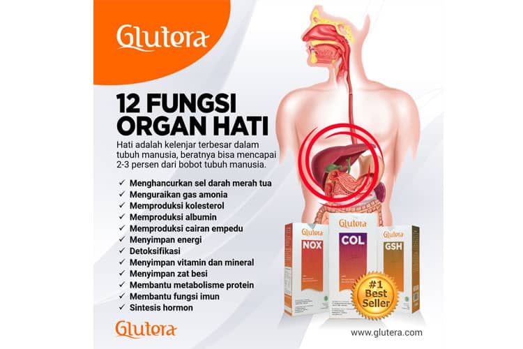 12 Fungsi Organ Hati bagi Tubuh
