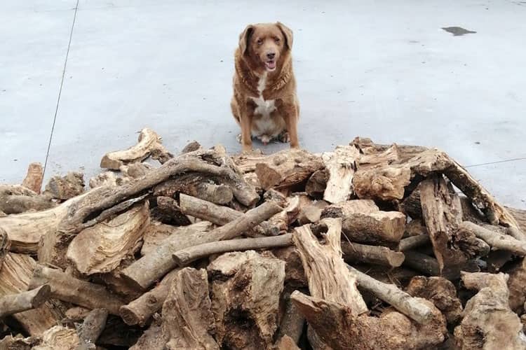 Bobi, Anjing Tertua di Dunia Menurut Guinness World Records