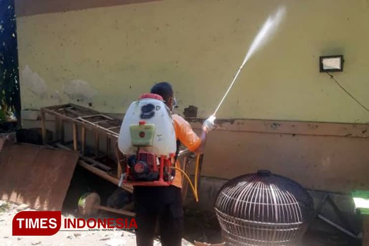 Ribuan Ulat Bulu Serang Rumah Warga di Situbondo, Ini Penyebab dan Cara Mengatasinya