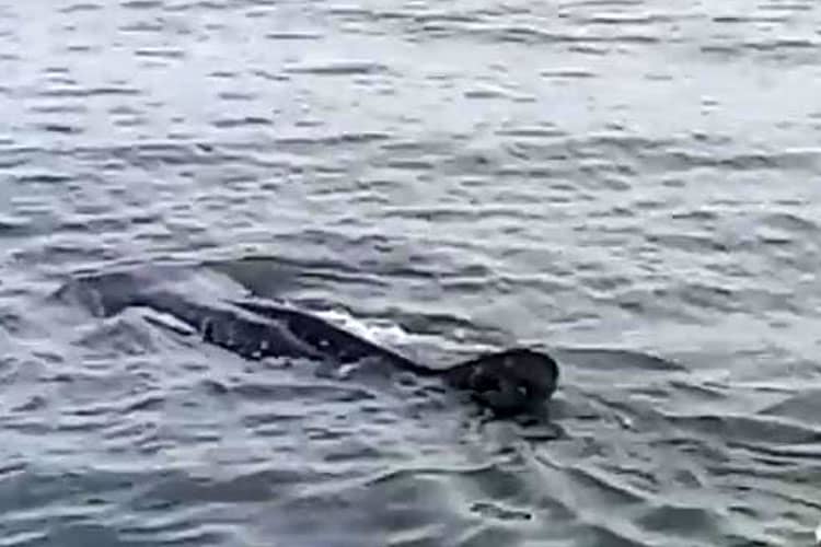 Wisata Kum-Kum Kota Probolinggo Kembali Disinggahi Kawanan Hiu Tutul