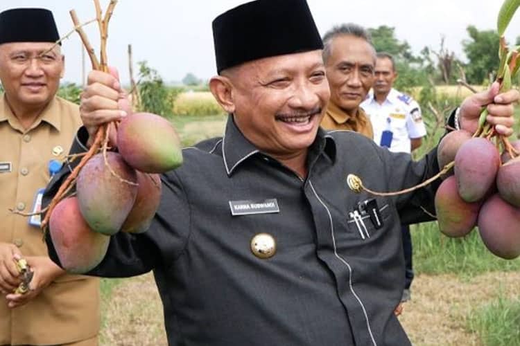 Mengenal Mangga Arum Merah, Mangga Unggulan Khas Situbondo