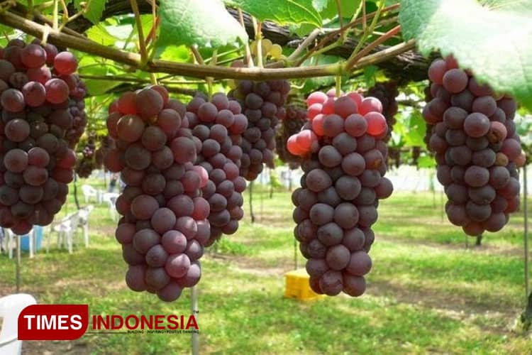 Benarkah Produksi Anggur di Kabupaten Probolinggo Rendah, Ini Faktanya