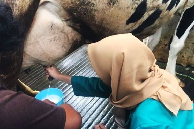 Keseruan Mahasiswa KSM-T Unisma Malang Memerah Susu Sapi Dusun Lebo Madiredo