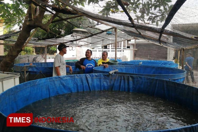 Mengintip Kampung Lele Mojokerto, Hasilkan Cuan dari Pekarangan Rumah
