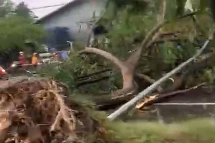 Hujan Disertai Angin, Pohon dan Baliho di Yogyakarta Tumbang