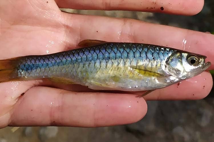 Peneliti UGM Sebut Ikan Wader Terancam Punah, Ini Penyebabnya