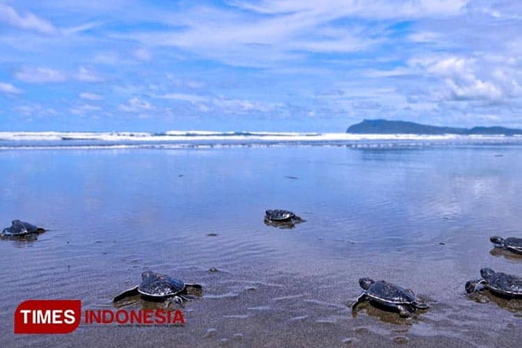 6 Pantai di Alas Purwo yang Nggak Kalah Indah dan Cocok untuk Healing