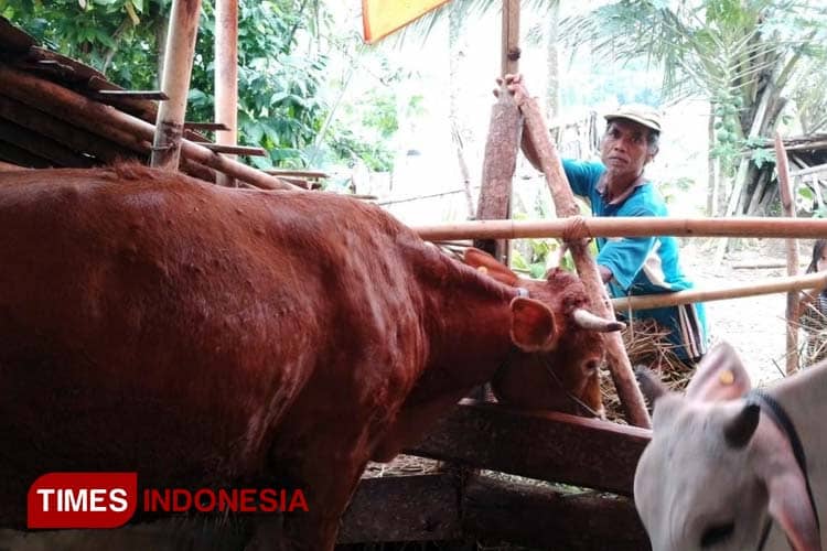 Mendekati Idul Adha, Kasus LSD di Pacitan Merajalela