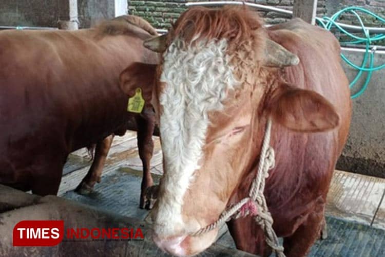 Peternak Sapi di Sanan Kota Malang Ketakutan Hadapi Wabah LSD