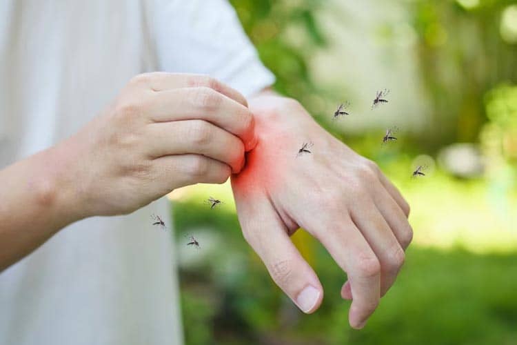 Kasus DBD Pekanbaru Capai 675 Orang, Kecamatan Payung Sekaki Paling Tinggi