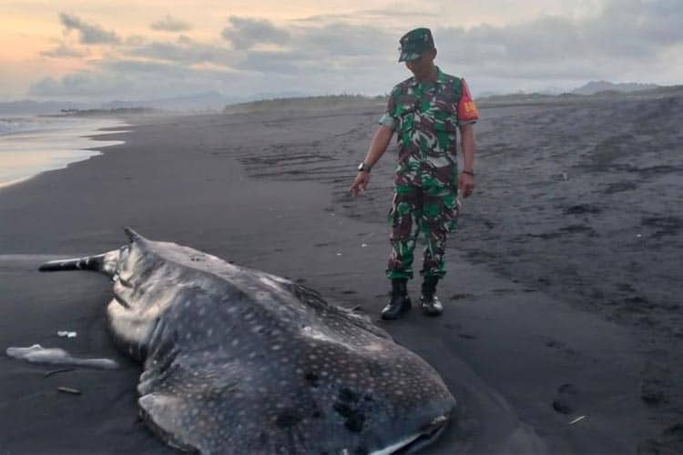 Seekor Hiu Paus Tutul Terdampar di Pantai Selatan Lumajang