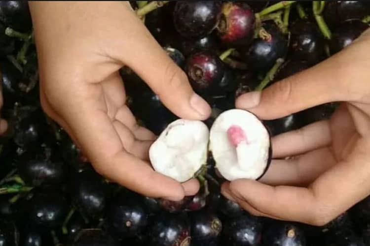 7 Buah Eksotis di Indonesia yang jarang Ditemui di Pasaran