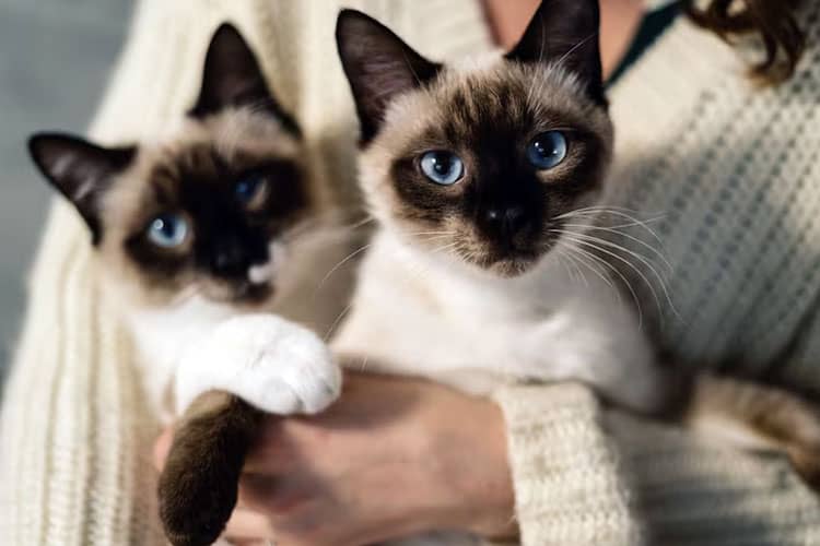 Ragam Jenis Kucing di Dunia: Keindahan dan Keunikannya