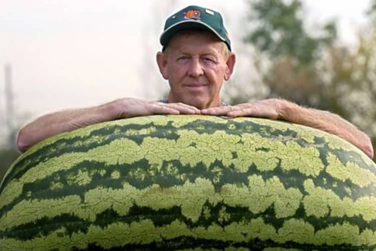 Watermelon in Around the World: From Carolina Cross to Densuke